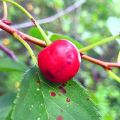 Description of cherry diseases, what to do for treatment and measures to combat them