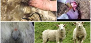 Características de la castración de carneros y las 5 mejores formas en casa.