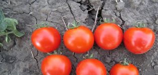 Aswon-tomaattilajikkeen kuvaus ja ominaisuudet
