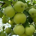 Descripció de la varietat de poma Barril, característiques de la duresa de l’hivern i regions de cultiu