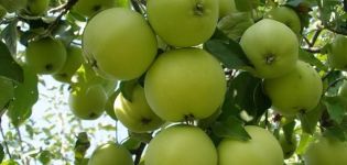 Az almafajta hordójának leírása, a téli keménység jellemzői és a termesztési régiók