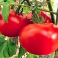Characteristics and description of the tomato variety Astrakhansky