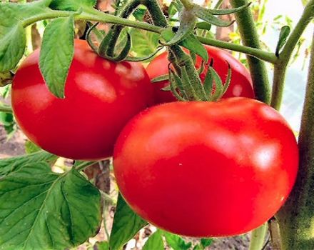 Characteristics and description of the tomato variety Astrakhansky