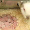 Zašto zeko može rasipati zečice odmah nakon rođenja i što učiniti