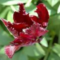 A fekete papagáj tulipánjának leírása és jellemzői, ültetés és gondozás
