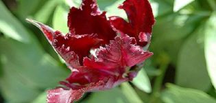 Descripción y características del tulipán Black Parrot, plantación y cuidado.