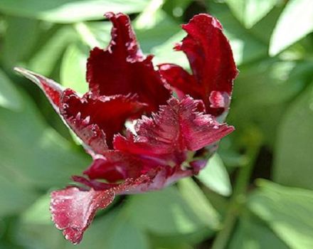 A fekete papagáj tulipánjának leírása és jellemzői, ültetés és gondozás