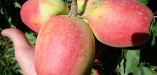Description and characteristics of the Champagne apple variety, growing regions and yield