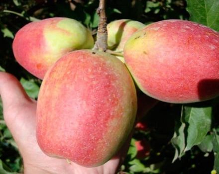 Descripció i característiques de la varietat de poma de Xampanya, regions de creixement i rendiment