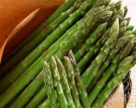 Hvad er asparges, dens typer, og hvor den vokser, fordelene og skadene