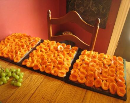 So lagern Sie getrocknete Aprikosen richtig zu Hause