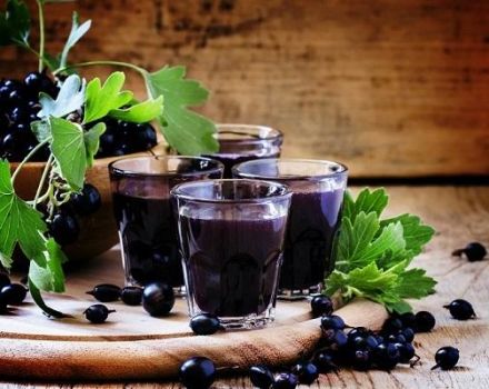 10 jednoduchých receptov na domáce víno z čiernych ríbezlí krok za krokom