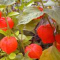 Growing physalis at home, choosing a variety and further caring for the plant