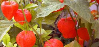 Growing physalis at home, choosing a variety and further caring for the plant