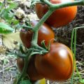 Beskrivelse og egenskaber ved tomatsorten Sort gourmet