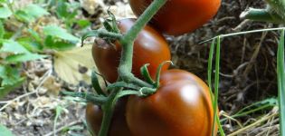 Pomidorų veislės aprašymas ir savybės Juodoji gurmanė
