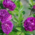 Beschrijving van variëteiten van paarse rozen, planten, groeien en verzorgen