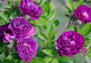 Descrizione delle varietà di rose viola, semina, crescita e cura