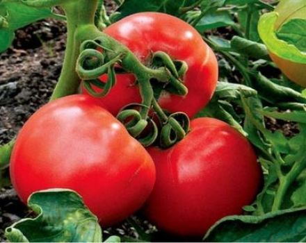 Characteristics of the tomato variety Snow Leopard, its yield