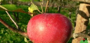 Descripción de la variedad de manzana Kortland y sus características, historial de reproducción y rendimiento.