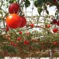 Eigenschaften, Beschreibung und Merkmale des wachsenden Tomaten-Spruts