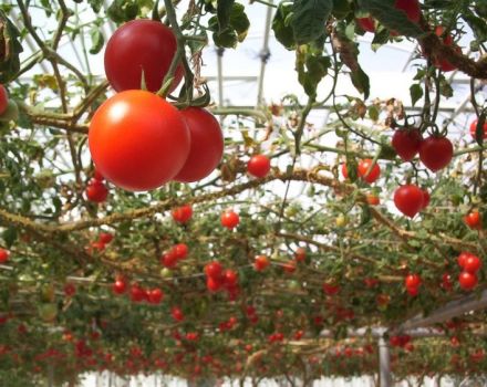 Caratteristiche, descrizione e caratteristiche del pomodoro in crescita Sprut