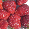 Description and characteristics of the strawberry variety Vima Rina, planting and care