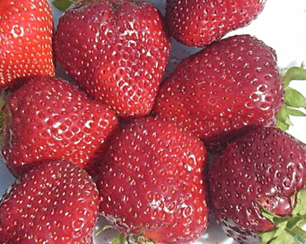Beskrivelse og karakteristika for jordbærsorten Vima Rina, plantning og pleje