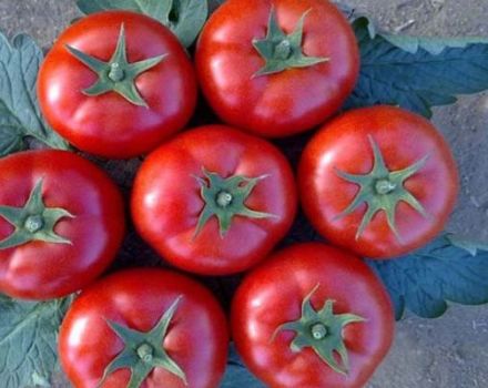 Description of the tomato variety Galina and its characteristics