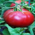 Pomidorų veislės aviečių rojus ypatybės ir derlius