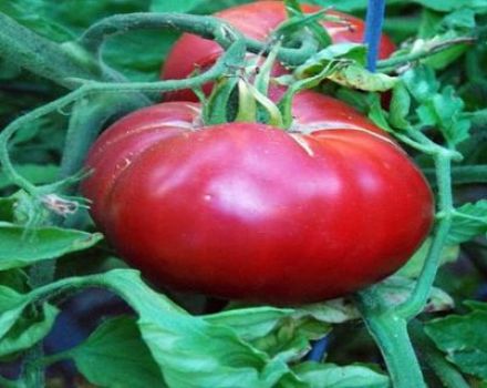 Tomaattilajikkeen Raspberry Paradise ominaisuudet ja sato
