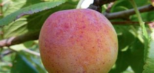Description and characteristics of plum varieties Morning, growing and care