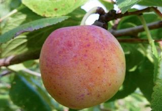 Description and characteristics of plum varieties Morning, growing and care