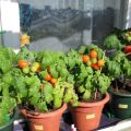 Podrobné pokyny, ako pestovať paradajky na balkóne pre začiatočníkov