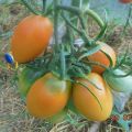 Beskrivelse af tomatsorten Golden Bullet og dens egenskaber