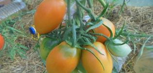 Descripción de la variedad de tomate Golden Bullet y sus características
