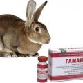 Kuvaus ja ohjeet Gamavit-valmisteen käytöstä kaneilla, analogit