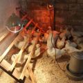 Instructions for using infrared lamps for heating a chicken coop