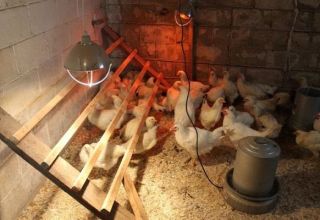 Istruzioni per l'utilizzo di lampade a infrarossi per riscaldare un pollaio