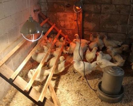 Instruktioner til brug af infrarøde lamper til opvarmning af et hønsehus