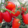 Características y descripción de la variedad de tomate Vovyi Ears, su rendimiento