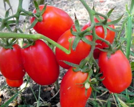 Características y descripción de las mazorcas de tomate variedad Volovyi, su rendimiento.
