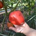 Beschreibung der Tomatensorte Flaming Heart, Eigenschaften und Anbau