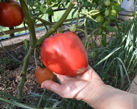 Descripción de la variedad de tomate Flaming Heart, características y cultivo