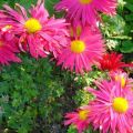 Descriptions of the species of the best varieties of chrysanthemums wintering in the open field and perennial