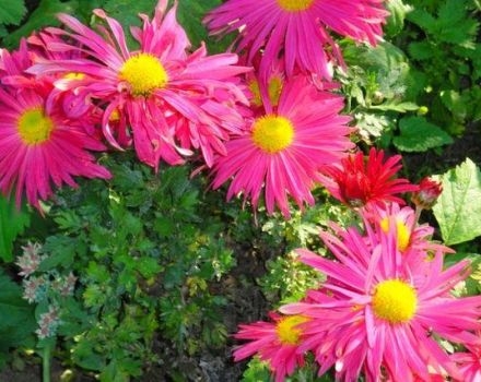 Descriptions des espèces des meilleures variétés de chrysanthèmes hivernant en plein champ et vivaces