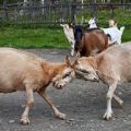 Cómo destetar a una cabra de chocar y por qué lo hace, desactivando cuernos