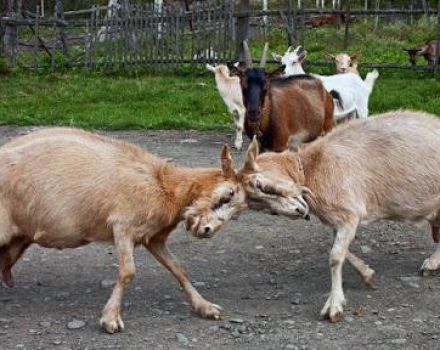 Come svezzare una capra dal colpo e perché lo fa, disattivando le corna