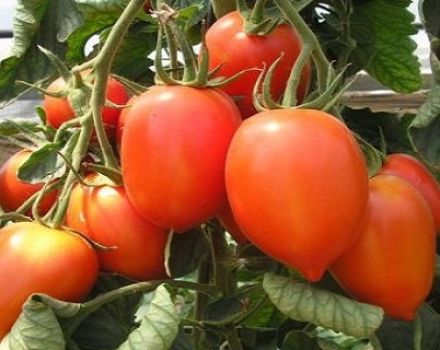 Kenmerken en beschrijving van de variëteit Hummingbird-tomaten