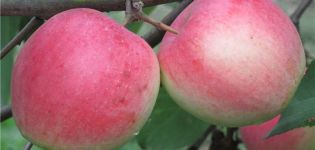 Opis i karakteristike sorte Stroyevskoe jabuka, uzgoj i njega